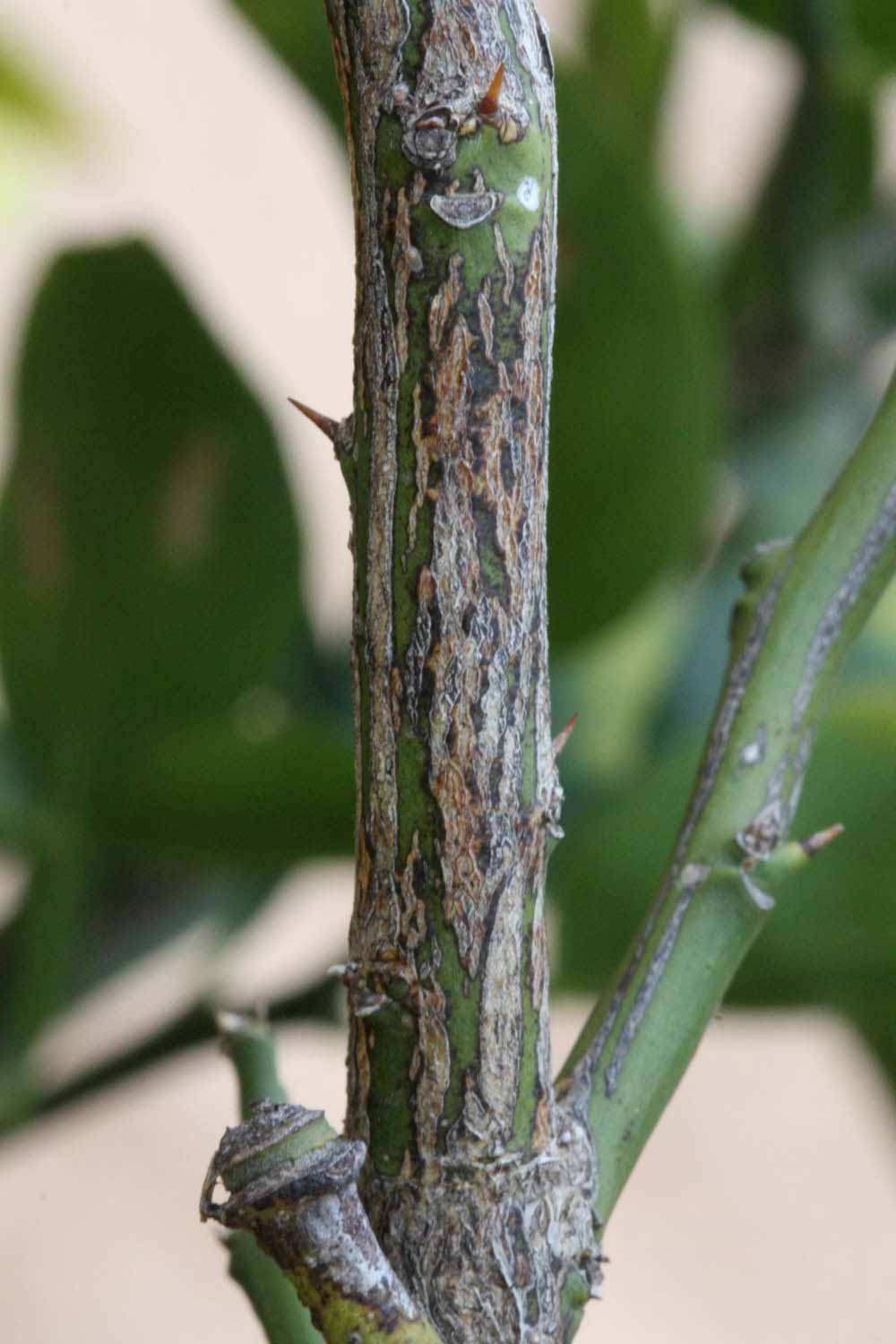              Second - third year twig (Riverside, CA)       